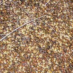 Pistillate flowers, Rangipo Desert.<br>Photographer: Jeremy R. Rolfe, Date taken: 28/11/2014, Licence: <a target='_blank' href='https://creativecommons.org/licenses/by/4.0'>CC BY</a>. <a class='member-message' href='/nzpcn/why-join-nzpcn/' target='_blank'>Members can view a larger version of this image.</a>