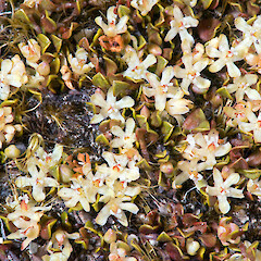 Pistillate flowers. Rangipo Desert.<br>Photographer: Jeremy R. Rolfe, Date taken: 28/11/2014, Licence: <a target='_blank' href='https://creativecommons.org/licenses/by/4.0'>CC BY</a>. <a class='member-message' href='/nzpcn/why-join-nzpcn/' target='_blank'>Members can view a larger version of this image.</a>