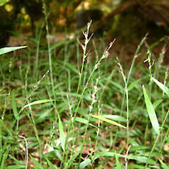 Oplismenus hirtellus subsp. hirtellus
