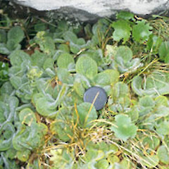Ourisia sessilifolia subsp. sessilifolia