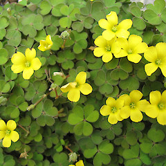 Oxalis exilis.<br>Photographer: John Barkla, Licence: <a target='_blank' href='https://creativecommons.org/licenses/by/4.0'>CC BY</a>.