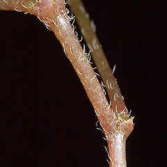 Stipules. Stokes Valley, Lower Hutt.<br>Photographer: Jeremy R. Rolfe, Date taken: 15/11/2006, Licence: <a target='_blank' href='https://creativecommons.org/licenses/by/4.0'>CC BY</a>.