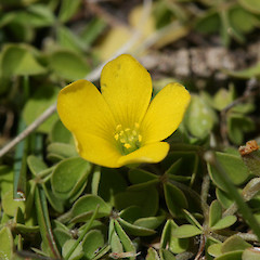 Oxalis exilis.<br>Photographer: Mike Thorsen, Licence: All rights reserved.