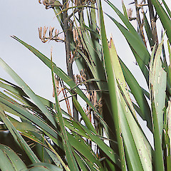 Otari Wilton’s Bush, Wellington.<br>Photographer: Jeremy R. Rolfe, Licence: <a target='_blank' href='https://creativecommons.org/licenses/by/4.0'>CC BY</a>.