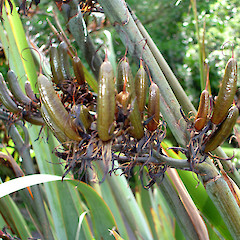 Phormium tenax, , fruits of Auckland form.<br>Photographer: Peter J de Lange, Licence: <a target='_blank' href='https://creativecommons.org/licenses/by-nc/4.0'>CC BY-NC</a>.
