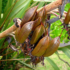 Phormium tenax - fruits, Three Kings form.<br>Photographer: Peter J de Lange, Licence: <a target='_blank' href='https://creativecommons.org/licenses/by-nc/4.0'>CC BY-NC</a>.