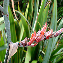 Phormium tenax, flowers of Auckland form.<br>Photographer: Peter J de Lange, Licence: <a target='_blank' href='https://creativecommons.org/licenses/by-nc/4.0'>CC BY-NC</a>.