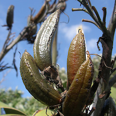 Phormium tenax, Chatham Island.<br>Photographer: John Sawyer, Licence: <a target='_blank' href='https://creativecommons.org/licenses/by-nc/4.0'>CC BY-NC</a>.