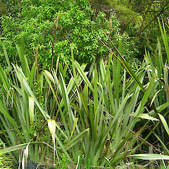Phormium tenax.<br>Photographer: Wayne Bennett, Licence: <a target='_blank' href='https://creativecommons.org/licenses/by-nc/4.0'>CC BY-NC</a>.