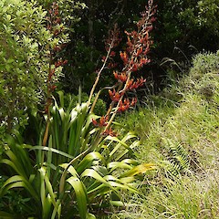 Flowers of Phormium tenax.<br>Photographer: Wayne Bennett, Licence: <a target='_blank' href='https://creativecommons.org/licenses/by-nc/4.0'>CC BY-NC</a>.