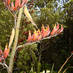 Flowers of Phormium tenax.<br>Photographer: Wayne Bennett, Licence: <a target='_blank' href='https://creativecommons.org/licenses/by-nc/4.0'>CC BY-NC</a>.