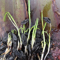 Seedlings germinating at base of fan.<br>Photographer: John Barkla, Licence: <a target='_blank' href='https://creativecommons.org/licenses/by/4.0'>CC BY</a>.