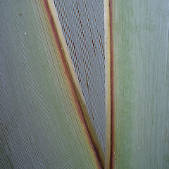 Ulva Island, Southland (leaf detail).<br>Photographer: Jesse Bythell, Licence: <a target='_blank' href='https://creativecommons.org/licenses/by-nc/4.0'>CC BY-NC</a>.