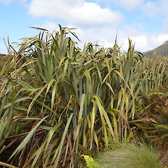 Campbell Island.<br>Photographer: Jane Gosden, Licence: <a target='_blank' href='https://creativecommons.org/licenses/by-nc-sa/4.0'>CC BY-NC-SA</a>.