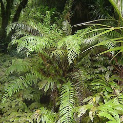 Pneumatopteris pennigera.<br>Photographer: Wayne Bennett, Licence: <a target='_blank' href='https://creativecommons.org/licenses/by-nc/4.0'>CC BY-NC</a>.