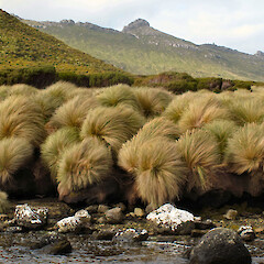 Campbell Island.<br>Photographer: John Barkla, Licence: <a target='_blank' href='https://creativecommons.org/licenses/by/4.0'>CC BY</a>. <a class='member-message' href='/nzpcn/why-join-nzpcn/' target='_blank'>Members can view a larger version of this image.</a>