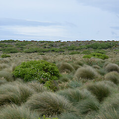 Enderby Island.<br>Photographer: Jane Gosden, Licence: <a target='_blank' href='https://creativecommons.org/licenses/by-nc-sa/4.0'>CC BY-NC-SA</a>. <a class='member-message' href='/nzpcn/why-join-nzpcn/' target='_blank'>Members can view a larger version of this image.</a>