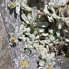 Cape Terawhiti.<br>Photographer: Jeremy R. Rolfe, Date taken: 01/11/2006, Licence: <a target='_blank' href='https://creativecommons.org/licenses/by/4.0'>CC BY</a>. <a class='member-message' href='/nzpcn/why-join-nzpcn/' target='_blank'>Members can view a larger version of this image.</a>