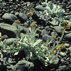 Cape Terawhiti.<br>Photographer: Gillian M. Crowcroft, Licence: All rights reserved. <a class='member-message' href='/nzpcn/why-join-nzpcn/' target='_blank'>Members can view a larger version of this image.</a>