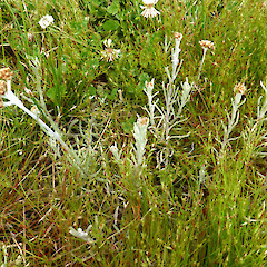 On recent river silt with Juncus bufonius.<br>Photographer: Colin C. Ogle, Date taken: 13/11/2016, Licence: <a target='_blank' href='https://creativecommons.org/licenses/by-nc/4.0'>CC BY-NC</a>. <a class='member-message' href='/nzpcn/why-join-nzpcn/' target='_blank'>Members can view a larger version of this image.</a>