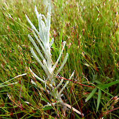 On recent river silt with Juncus bufonius; non-flowering stem.<br>Photographer: Colin C. Ogle, Date taken: 13/11/2016, Licence: <a target='_blank' href='https://creativecommons.org/licenses/by-nc/4.0'>CC BY-NC</a>. <a class='member-message' href='/nzpcn/why-join-nzpcn/' target='_blank'>Members can view a larger version of this image.</a>
