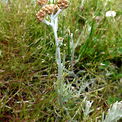 On recent river silt with Juncus bufonius, flowering stem.<br>Photographer: Colin C. Ogle, Date taken: 13/11/2016, Licence: <a target='_blank' href='https://creativecommons.org/licenses/by-nc/4.0'>CC BY-NC</a>. <a class='member-message' href='/nzpcn/why-join-nzpcn/' target='_blank'>Members can view a larger version of this image.</a>