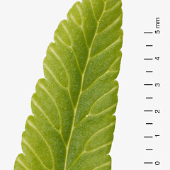 Pinnule showing free veins. Stokes Valley, Lower Hutt.<br>Photographer: Jeremy R. Rolfe, Date taken: 21/04/2007, Licence: <a target='_blank' href='https://creativecommons.org/licenses/by/4.0'>CC BY</a>.