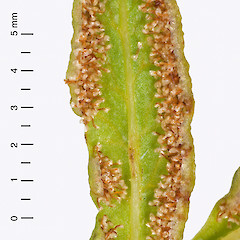 Abaxial surface of pinnule showing sori arranged along the margin. Stokes Valley, Lower Hutt.<br>Photographer: Jeremy R. Rolfe, Date taken: 21/04/2007, Licence: <a target='_blank' href='https://creativecommons.org/licenses/by/4.0'>CC BY</a>.