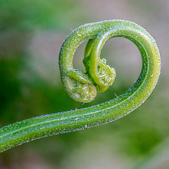 Emerging frond. Stokes Valley, Lower Hutt. Mar 2013.<br>Photographer: Jeremy R. Rolfe, Date taken: 29/03/2013, Licence: <a target='_blank' href='https://creativecommons.org/licenses/by/4.0'>CC BY</a>.