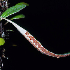 Peel Forest.<br>Photographer: Jeremy R. Rolfe, Date taken: 04/05/1983, Licence: <a target='_blank' href='https://creativecommons.org/licenses/by/4.0'>CC BY</a>.