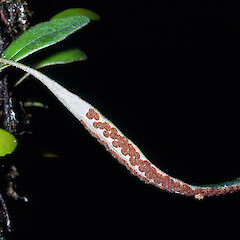 Pyrrosia elaeagnifolia