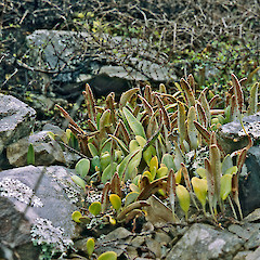 Kapiti Island.<br>Photographer: Jeremy R. Rolfe, Date taken: 18/09/1992, Licence: <a target='_blank' href='https://creativecommons.org/licenses/by/4.0'>CC BY</a>.