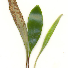 Fronds of Pyrrosia eleagnifolia.<br>Photographer: Wayne Bennett, Licence: <a target='_blank' href='https://creativecommons.org/licenses/by-nc/4.0'>CC BY-NC</a>.
