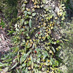 On hard beech (Fuscospora truncata), Maidstone Park, Upper Hutt.<br>Photographer: Jeremy R. Rolfe, Date taken: 11/07/2010, Licence: <a target='_blank' href='https://creativecommons.org/licenses/by/4.0'>CC BY</a>.