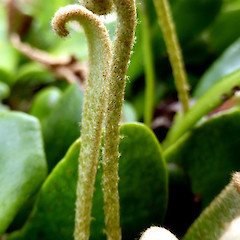 Unfurling frond; on rock wall, Bushy Park, Whanganui.<br>Photographer: Colin C. Ogle, Date taken: 01/10/2015, Licence: <a target='_blank' href='https://creativecommons.org/licenses/by-nc/4.0'>CC BY-NC</a>.