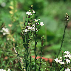 Samolus repens var. strictus