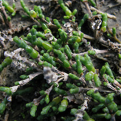 Sarcocornia quinqueflora subsp. quinqueflora.<br>Photographer: Melissa Hutchison, Licence: <a target='_blank' href='https://creativecommons.org/licenses/by-nc/4.0'>CC BY-NC</a>.