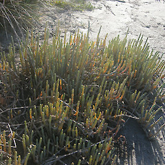 Te Wherowhero Lagoon.<br>Photographer: John Sawyer, Date taken: 01/12/2010, Licence: <a target='_blank' href='https://creativecommons.org/licenses/by-nc/4.0'>CC BY-NC</a>.