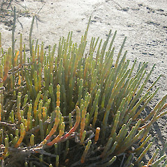Te Wherowhero Lagoon.<br>Photographer: John Sawyer, Date taken: 01/12/2010, Licence: <a target='_blank' href='https://creativecommons.org/licenses/by-nc/4.0'>CC BY-NC</a>.