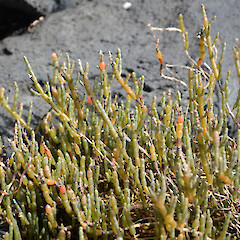 Meola Reef, Westmere, Auckland.<br>Photographer: John Sawyer, Licence: <a target='_blank' href='https://creativecommons.org/licenses/by-nc/4.0'>CC BY-NC</a>.