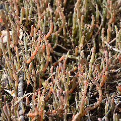 Meola Reef, Westmere, Auckland.<br>Photographer: John Sawyer, Licence: <a target='_blank' href='https://creativecommons.org/licenses/by-nc/4.0'>CC BY-NC</a>.
