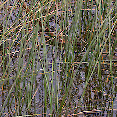 Pauatahanui Inlet.<br>Photographer: Jeremy R. Rolfe, Date taken: 27/03/2009, Licence: <a target='_blank' href='https://creativecommons.org/licenses/by/4.0'>CC BY</a>.