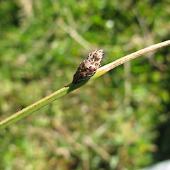 Lakeside Scenic Reserve.<br>Photographer: Melissa Hutchison, Licence: <a target='_blank' href='https://creativecommons.org/licenses/by-nc/4.0'>CC BY-NC</a>.