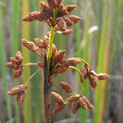 Schoenoplectus tabernaemontanii.<br>Photographer: John Barkla, Licence: <a target='_blank' href='https://creativecommons.org/licenses/by/4.0'>CC BY</a>.