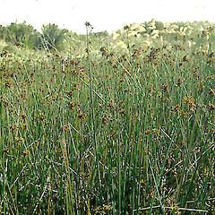 Poutu Peninsula. Feb 1994.<br>Photographer: Colin C. Ogle, Licence: <a target='_blank' href='https://creativecommons.org/licenses/by-nc/4.0'>CC BY-NC</a>.