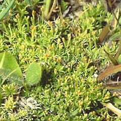 Scleranthus brockiei