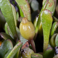 Fruit. Makara Estuary, Wellington.<br>Photographer: Jeremy R. Rolfe, Date taken: 12/03/2008, Licence: <a target='_blank' href='https://creativecommons.org/licenses/by/4.0'>CC BY</a>.