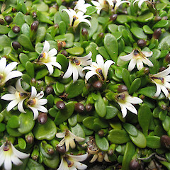Selliera radicans, Curio Bay.<br>Photographer: John Barkla, Licence: <a target='_blank' href='https://creativecommons.org/licenses/by/4.0'>CC BY</a>.