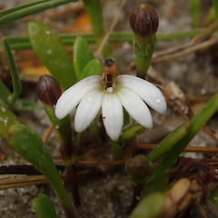 Selliera radicans, Waipu, Northland.<br>Photographer: Lisa Forester, Licence: <a target='_blank' href='https://creativecommons.org/licenses/by-sa/4.0'>CC BY-SA</a>.