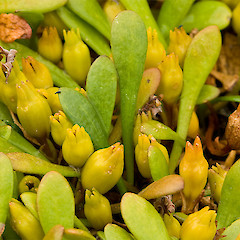 In fruit. Birdlings Flat, Canterbury.<br>Photographer: Mike Thorsen, Licence: All rights reserved.